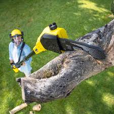 Best Stump Grinding and Removal  in Fate, TX