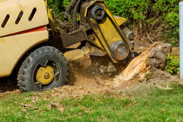 Best Tree Maintenance Programs  in Fate, TX