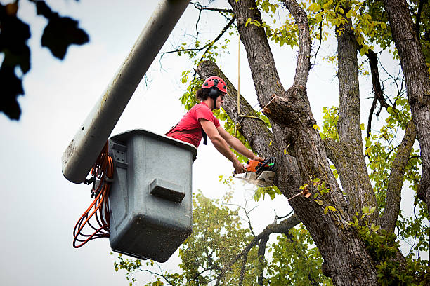 Tree and Shrub Care in Fate, TX